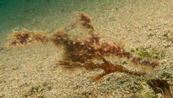 Pair of Roughsnout Ghost Pipefish